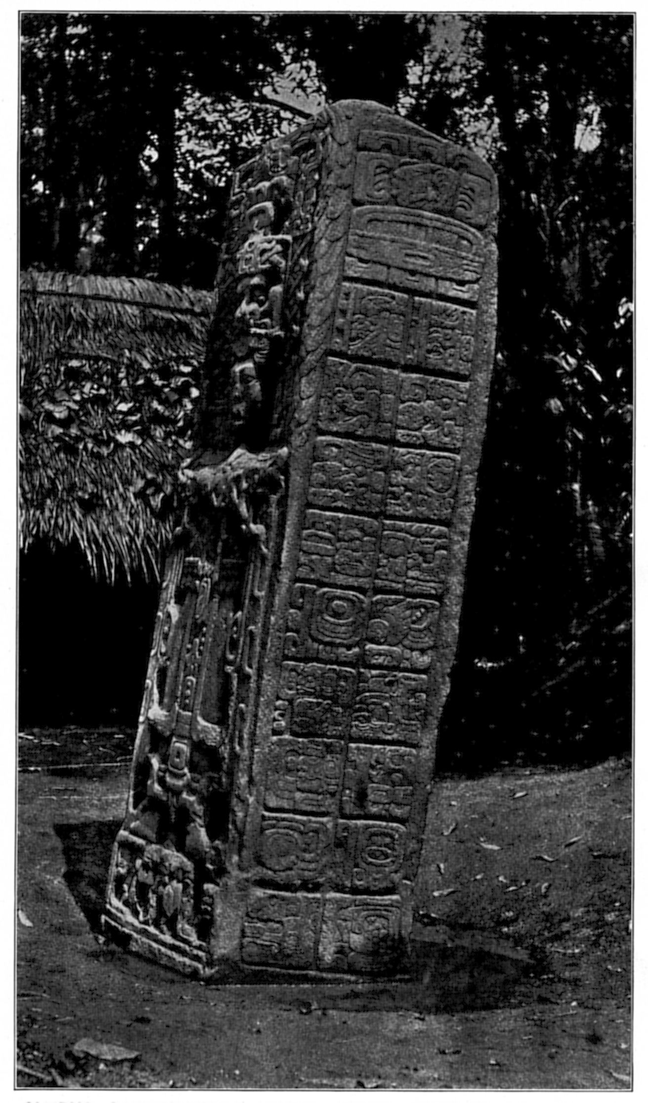 Plate 11