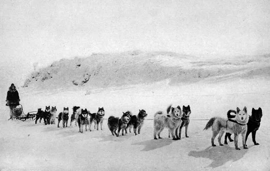 A Team of Siberians
