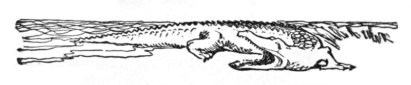 Crocodile