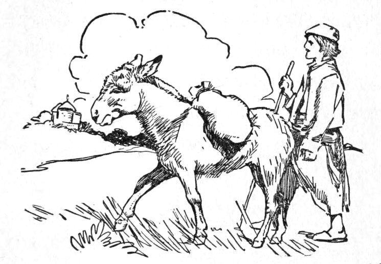 Burro