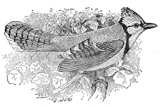 BLUE JAY