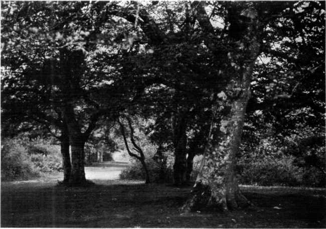 A GLADE IN NEW FOREST. A GLADE IN NEW FOREST.