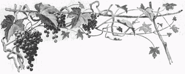 A grape vine A grape vine