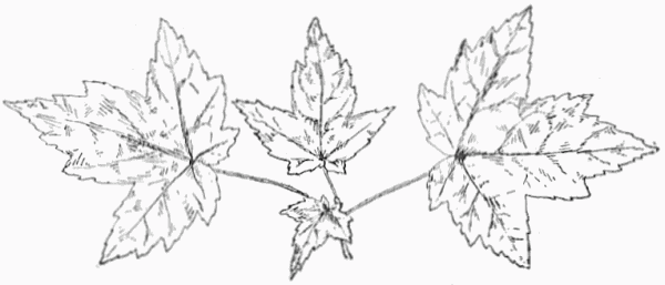 Oak Leaves Oak leaves