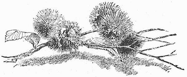 Thistles Thistles