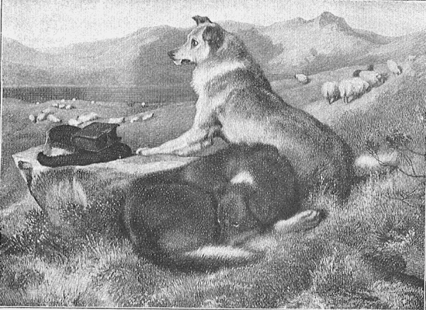 Two dogs waiting by a rock Two dogs waiting by a rock
