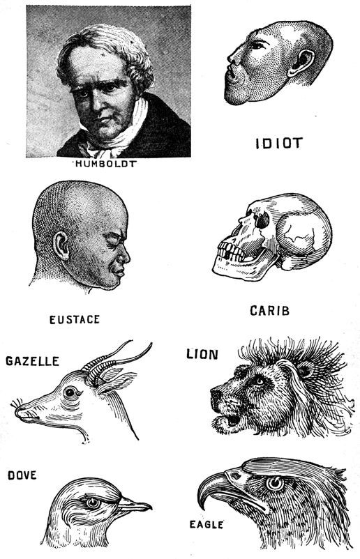 HUMBOLDT IDIOT EUSTACE CARIB GAZELLE LION DOVE EAGLE Comparative illustrations (head profiles)
