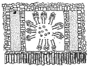 Fig. 12.—Plan of vault, mound 16 (Pl. III).