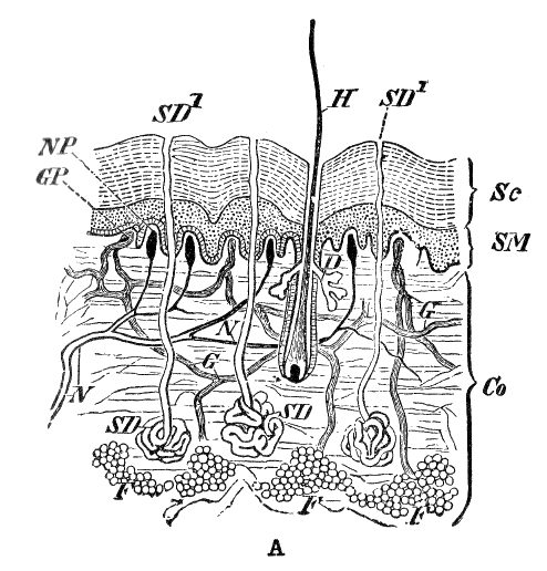 Fig. 1A.