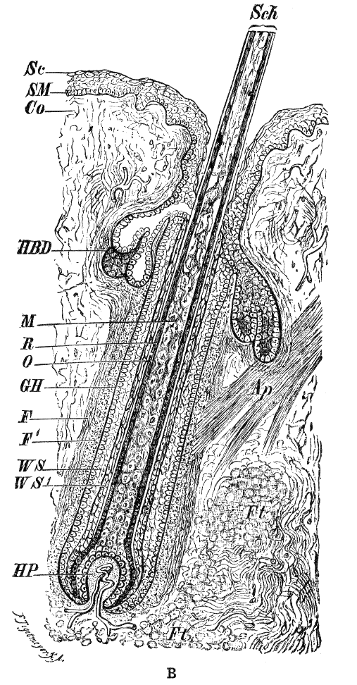 Fig. 1B.