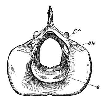 Fig. 11.
