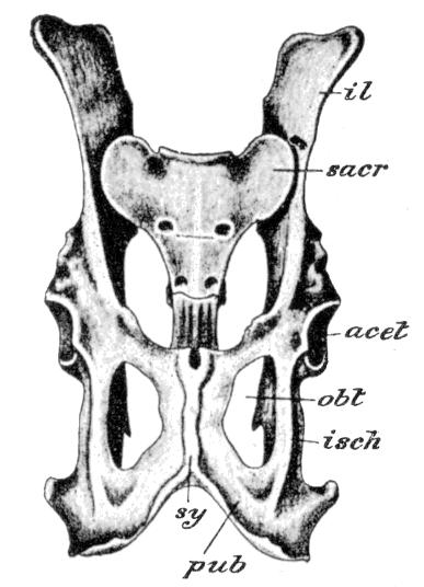 Fig. 12.