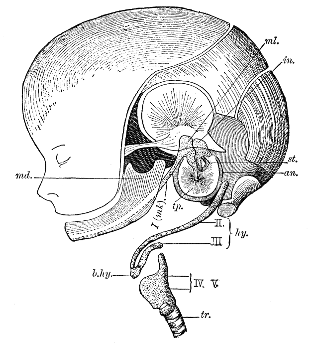 Fig. 15.