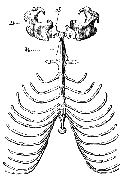 Fig. 18.