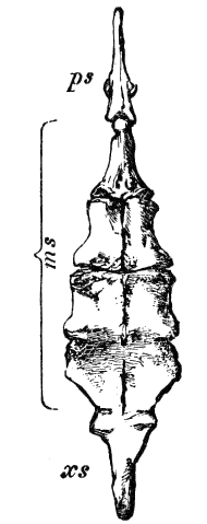 Fig. 19.