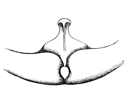 Fig. 20.