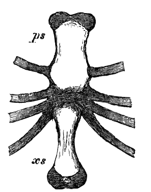 Fig. 21.