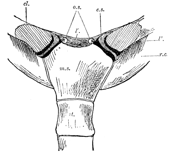 Fig. 24.