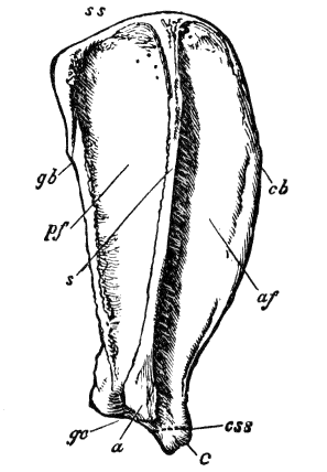 Fig. 25.