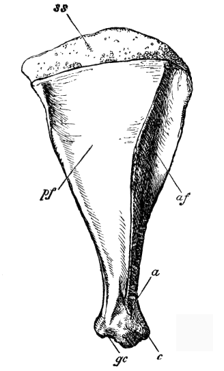 Fig. 26.
