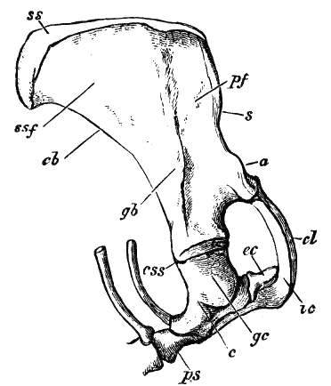 Fig. 28.