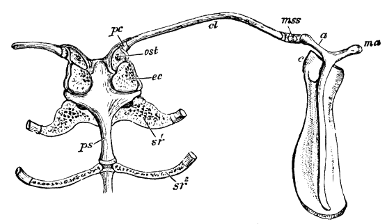 Fig. 29.