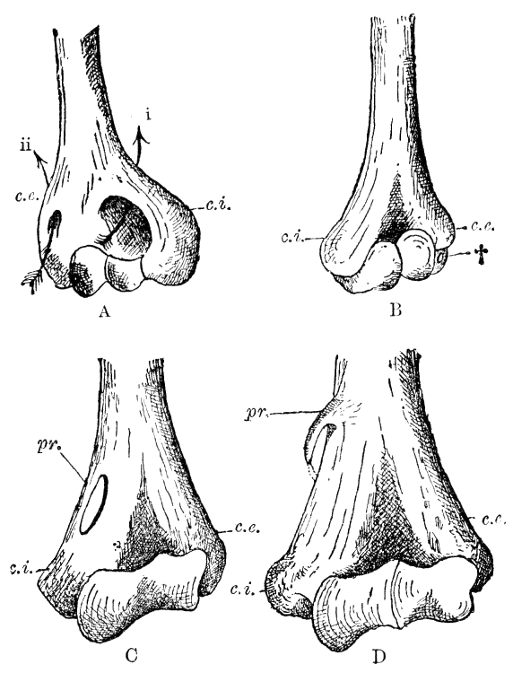 Fig. 30.