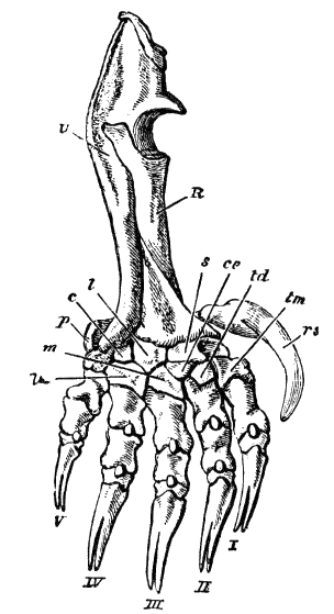Fig. 31.