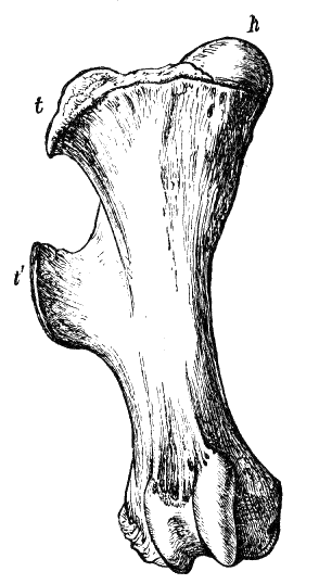 Fig. 32.