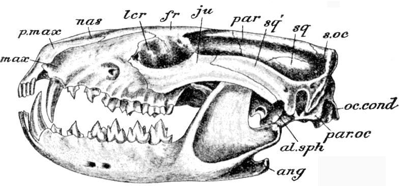 Fig. 34.