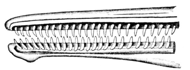 Fig. 35.