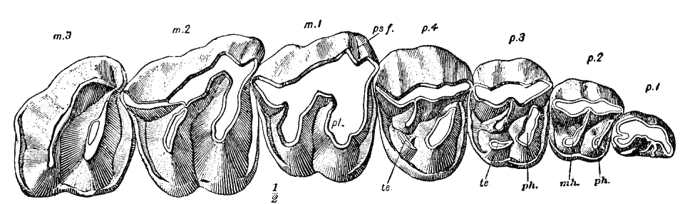 Fig. 36.
