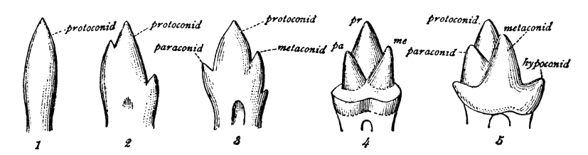 Fig. 39.