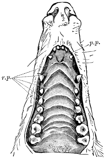 Fig. 40.