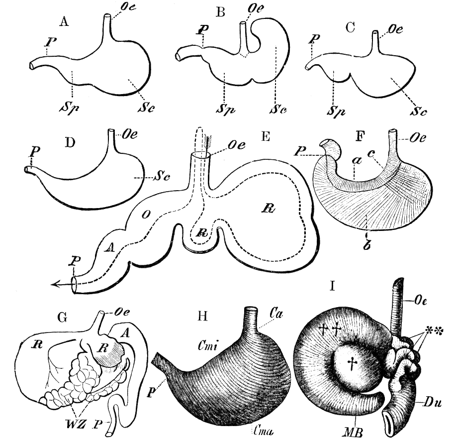 Fig. 41.