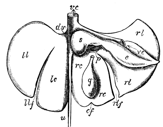 Fig. 42.