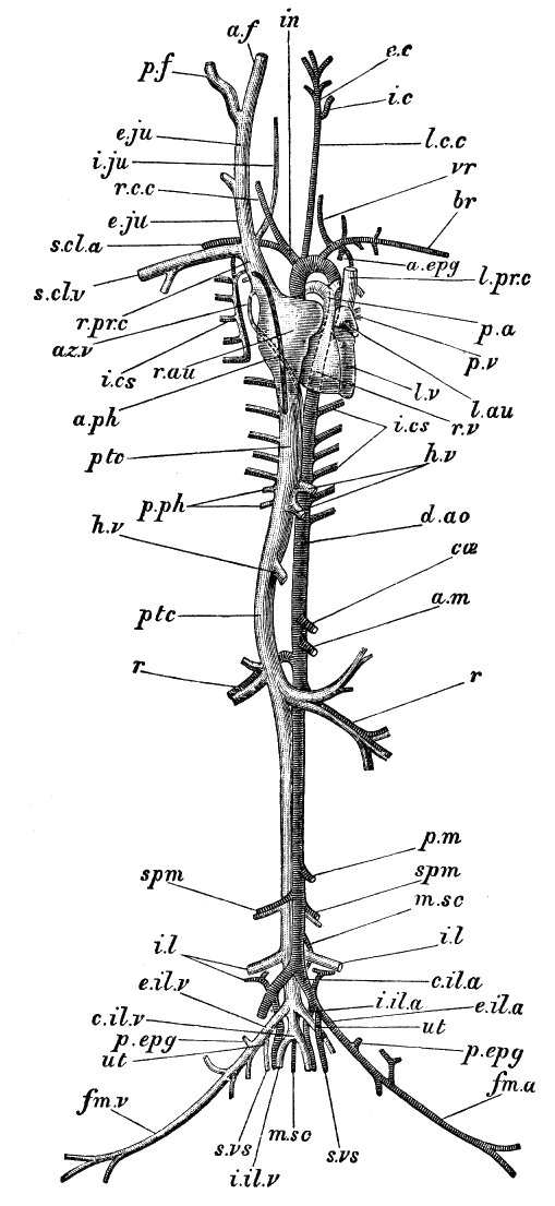 Fig. 43.