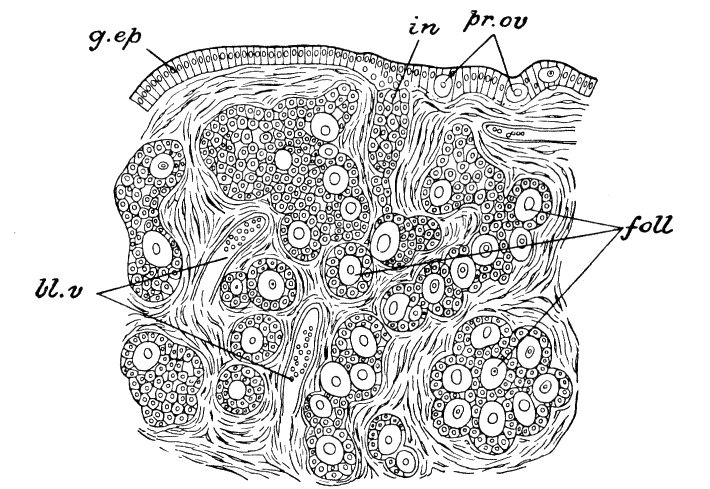 Fig. 44.