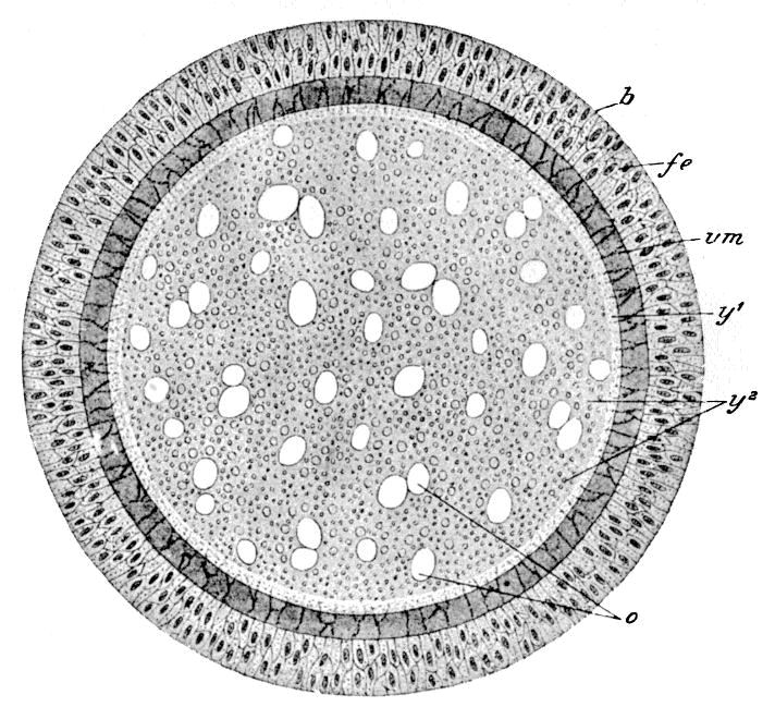 Fig. 46.