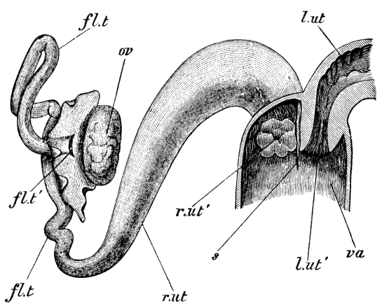 Fig. 47.