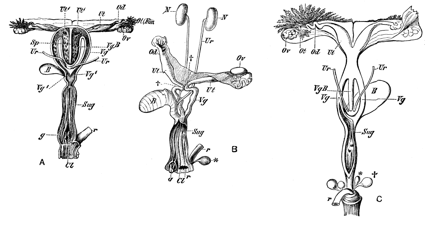 Fig. 48.