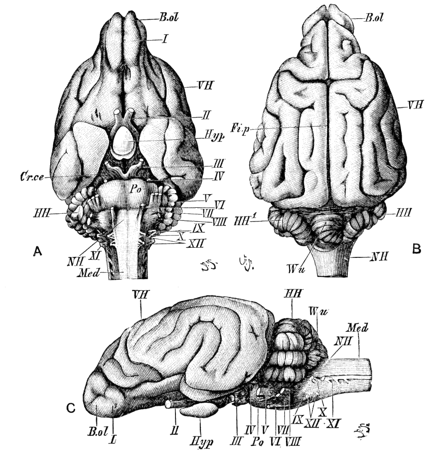 Fig. 49.