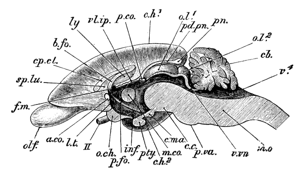 Fig. 50.