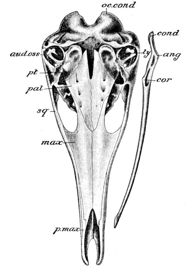 Fig. 51.
