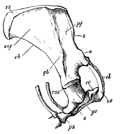 Fig. 52.