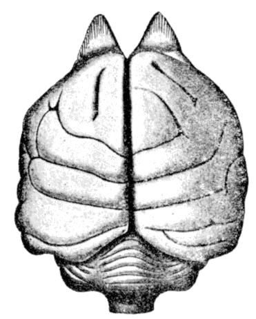 Fig. 53.