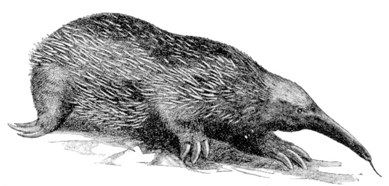 Fig. 54.