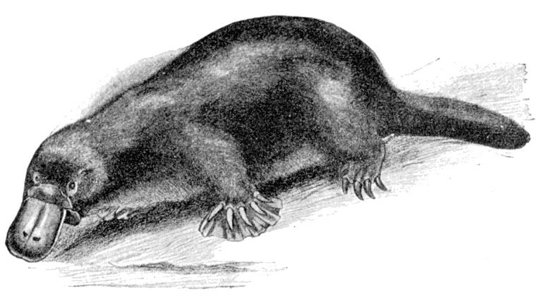 Fig. 55.