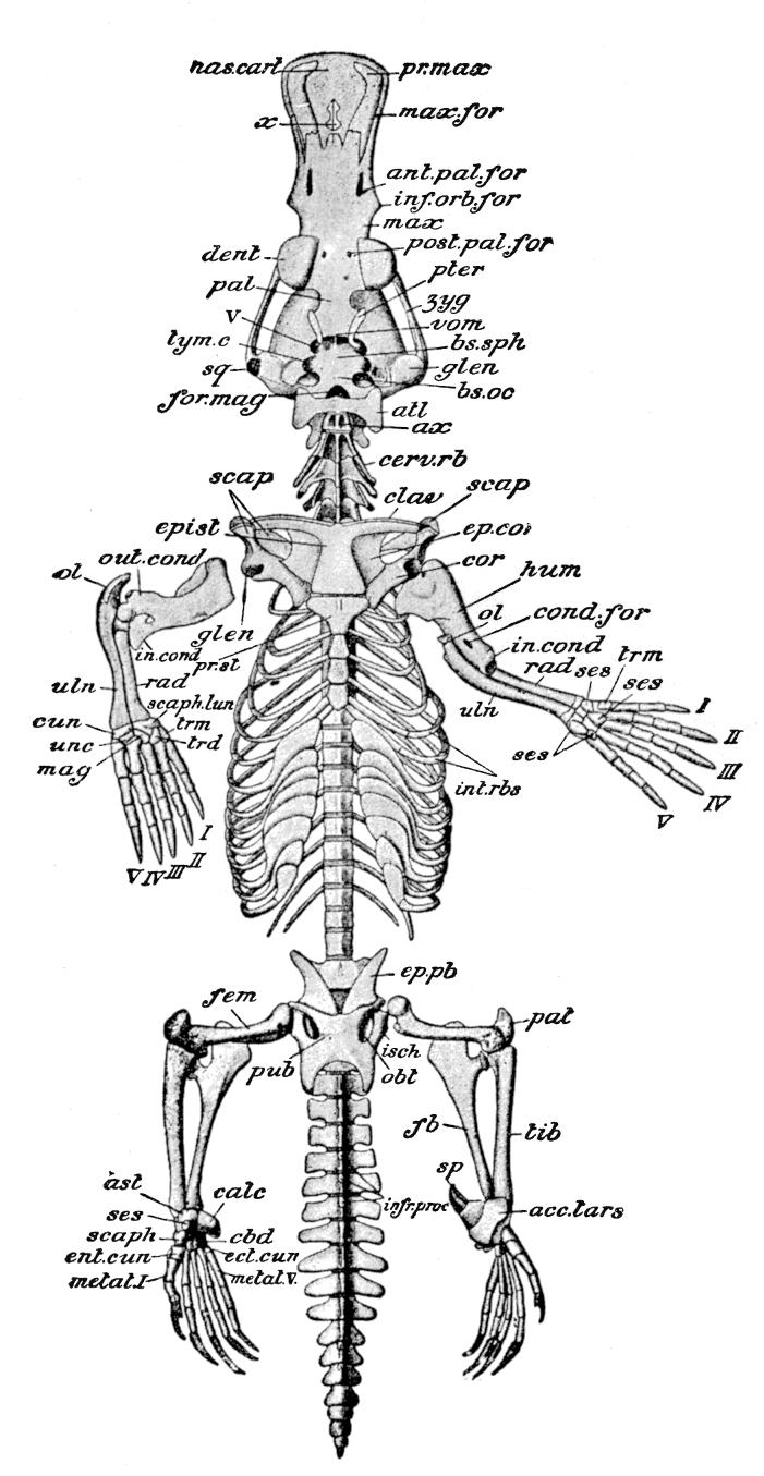 Fig. 56.