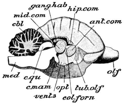 Fig. 57.